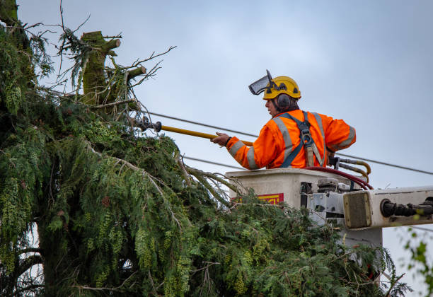 Best Hedge Trimming  in Ridgecrest, CA