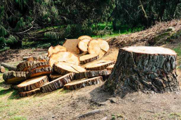 Ridgecrest, CA Tree Removal Services Company